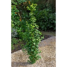 Ginkgo biloba menhir for sale  CRANBROOK
