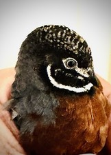 Button quail hatching for sale  Denton