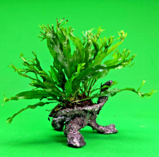 Java fern windelov for sale  SCUNTHORPE