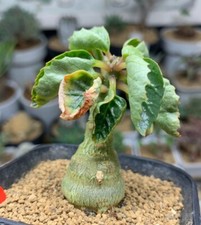 2.2cm rare livesucculent for sale  Shipping to United Kingdom