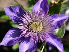 Clematis multi blue for sale  USA