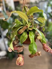 Nepenthes gaya pitcher for sale  BRENTFORD