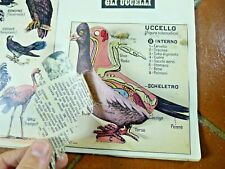 Vintage scuola elementare usato  Cremona