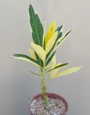 oleander for sale oleander for sale WALTON ON THE NAZE