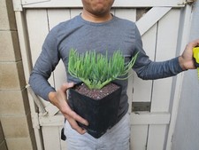 Mermaid tail crested for sale  Garden Grove