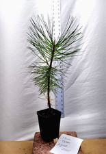 Ponderosa pine tree for sale  La Grande