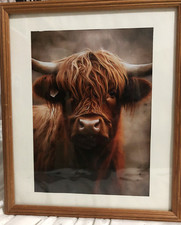 Highland cow picture for sale  INVERNESS