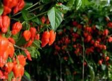 Naga morich semi usato  Italia