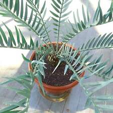 Encephalartos dolomitico hirus usato  Napoli