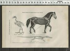 G134 gravure 1874 d'occasion  Amiens-