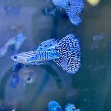 White tiger guppy for sale  Huntington Beach