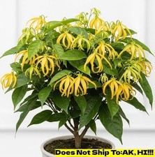Ylang ylang tree for sale  Homestead
