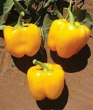 Golden california wonder d'occasion  Expédié en France
