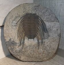 Trilobite selenopeltis buchii d'occasion  Boussens