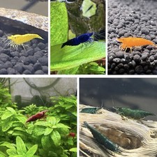 skittles for sale skittles for sale Clute