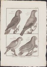 1790 buffon bonnaterre d'occasion  Angers-