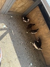hatch quail eggs for sale hatch quail eggs for sale Yorba Linda
