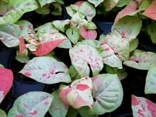 Confetti syngonium starter for sale  Hurley