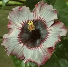 Tahitian sophisticated lady for sale  Waterloo