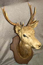 Tête cerf trophée d'occasion  Claye-Souilly