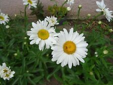 Lot plants4 grosses d'occasion  Saint-Cyprien