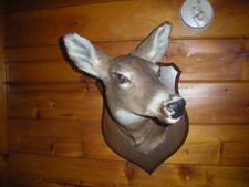 Vintage taxidermy whitetail for sale  Bethel
