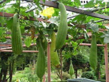 Curbis luffa cylindrica usato  Reggio Calabria