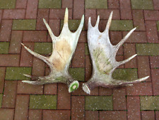 Pair moose antlers for sale  WALLASEY