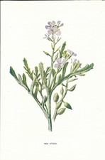 Stampa antica fiori RAVASTRELLO Cakile maritima botanica 1878 Antique Print comprar usado  Enviando para Brazil