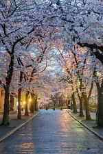 Japanese fresh cherry for sale  USA