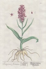 Satyrium epipactis helleborine gebraucht kaufen  Seubersdorf