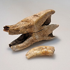 Fossilien unterkiefer molar gebraucht kaufen  Illertissen