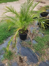 Robellini palm trees for sale  Edcouch