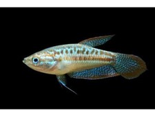 One pygmy sparkling for sale  Discovery Bay