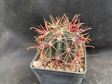 Ferocactus viscainensis vivaio usato Ferocactus viscainensis vivaio usato  Massafra