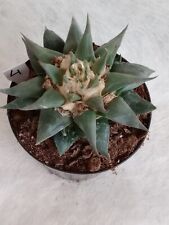 Ariocarpus trigonus var. for sale  Shipping to Ireland