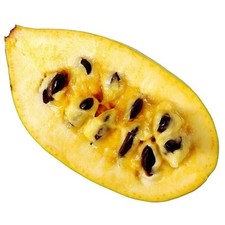 Asimina triloba prima d'occasion  Pouzauges