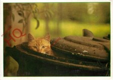 Picture postcard cat for sale  NEWCASTLE UPON TYNE
