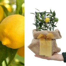 Lemon tree 12cm for sale  GLASGOW