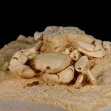 Usado, Caranguejo de água doce fóssil Potaman Sp 3,3" na bacia de travertino Denizli sudoeste comprar usado  Enviando para Brazil