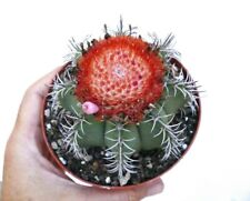 Melocactus zehntneri wr731 usato  Napoli