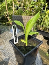 Canna tuerckheimii 9cm for sale  HIGH WYCOMBE