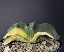 Big gasteria armstrongii d'occasion Big gasteria armstrongii d'occasion  Aire-sur-l'Adour