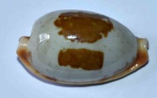 Coquillages cypraea stolida d'occasion  Agde