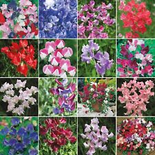 Sweet pea seeds for sale  WORTHING