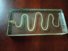 Kornnatter acrylblock acryl gebraucht kaufen  Heikendorf