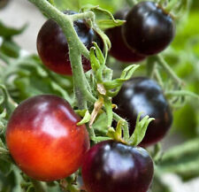 Graines traitées tomate d'occasion  France