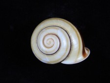 Land snail tricheulota for sale Land snail tricheulota for sale  SOUTHAMPTON