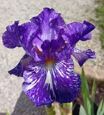 Rhizome iris batik d'occasion  Chaumont