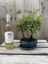 Bonsai tree grouping for sale  PERSHORE